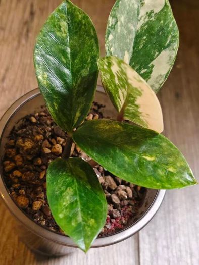 No.9 ZZ Plants Variegated