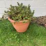 large potted Image 2
