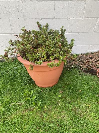 large potted