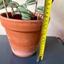 Tradescantia plant Image 3