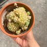 plant Image 2