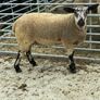 Livestock Image 8