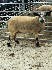 Livestock