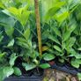 Laurel Hedging Image 4
