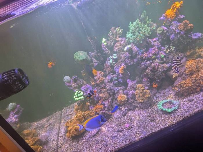 redsea reefer 350xl