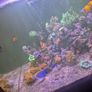 redsea reefer 350xl Image 5