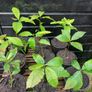 Sweet chestnut trees Image 4