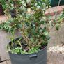 plants Image 2
