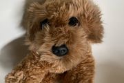 Keel Cuddle Puppy Cockapoo