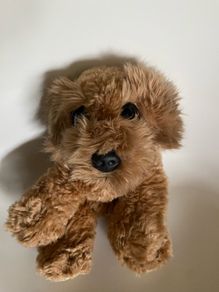 Keel Cuddle Puppy Cockapoo