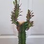 Euphorbia Trigona Rubra cactus succulent in terracotta pot Image 3