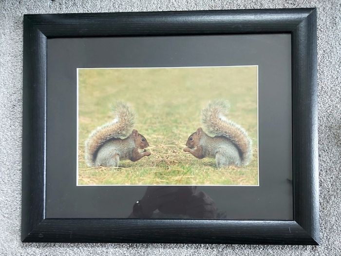 Photo of two squirrels