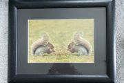 Photo of two squirrels