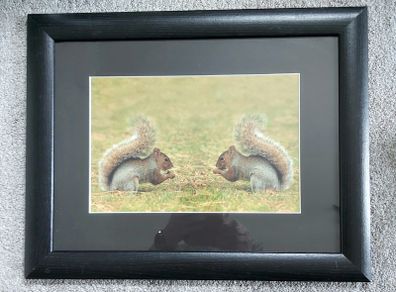 Photo of two squirrels