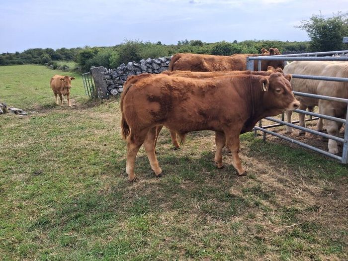 PB  Loyal Limousin Bull,