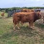 PB  Loyal Limousin Bull, Image 7