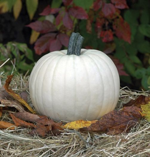 (P) White Pumpkin Moonshine H (5 seeds) (123841)