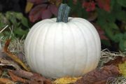 (P) White Pumpkin Moonshine H (5 seeds) (123841)
