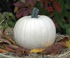 (P) White Pumpkin Moonshine H (5 seeds) (123841)