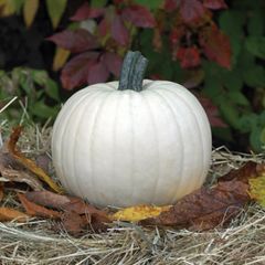 (P) White Pumpkin Moonshine H (5 seeds) (123841)