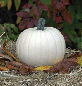 (P) White Pumpkin Moonshine H (5 seeds) (123841)