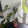 Anthurium Balaoanum Plant Image 4