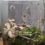 mini terrarium Image 6