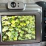 Canon 650is digital Camera Image 3