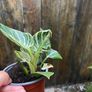 Philodendron "birkin" Image 2