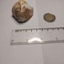 Flint nodule Image 4