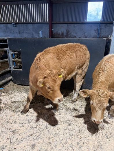 Beef heifers