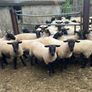 Suffolk hoggets Image 9
