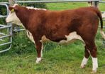 Pedigree Hereford Heifers for Sale