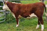 Pedigree Hereford Heifers for Sale