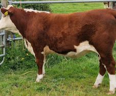 Pedigree Hereford Heifers for Sale