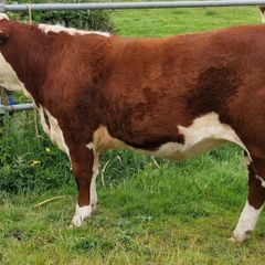 Pedigree Hereford Heifers for Sale