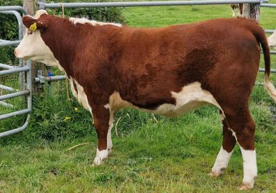 Pedigree Hereford Heifers for Sale