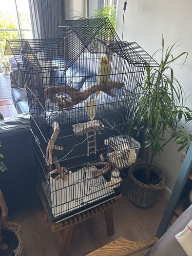 parrot