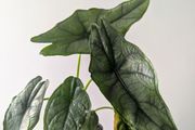 Alocasia Dragons Breath Plant