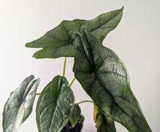 Alocasia Dragons Breath Plant