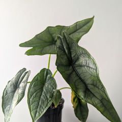 Alocasia Dragons Breath Plant