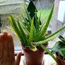 Aloe vera plant Image 2