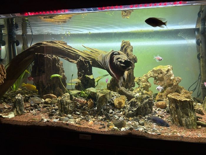 aquarium