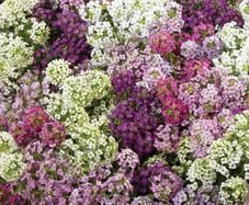 (A) Alissum Magic Circles seeds 0.3g (approx. 750 seeds) (415632)