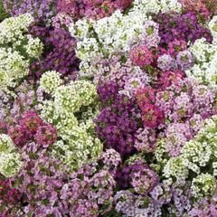 (A) Alissum Magic Circles seeds 0.3g (approx. 750 seeds) (415632)
