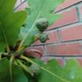 Mature Oak Tree in a Pot Image 5