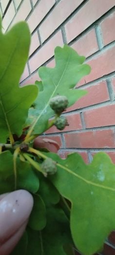 Mature Oak Tree in a Pot