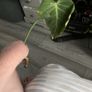 plant Image 3