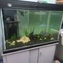 fish tank Image 3