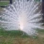 Peafowl hatching eggs Image 2